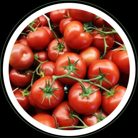 tomatoes